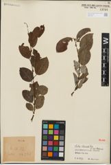 Foto von Salix iliensis Regel